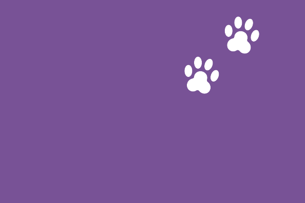 WELLNESS & SPA PAKET